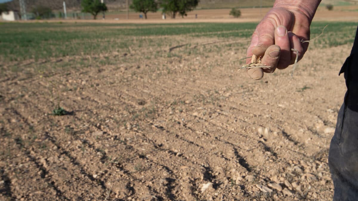 Un agricultor muestra la tierra seca, a 20 de abril en Murcia, Región de Murcia (España).