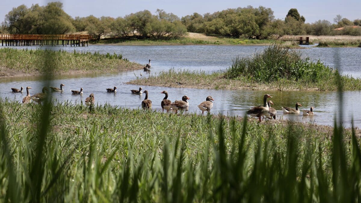 Vista de las Tablas de Daimiel, a 26 de abril de 2023, en Ciudad Real, Castilla- La Mancha (España). Un lugar que sigue en fase crítica tras la prolongada sequía.