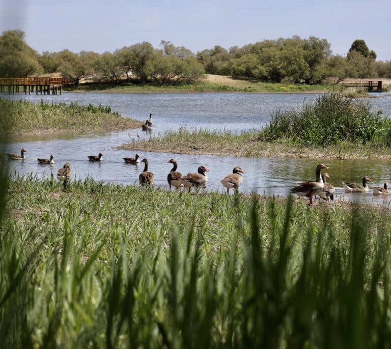 Expertos y aficionados, unidos para medir con datos el impacto de la sequía en la biodiversidad