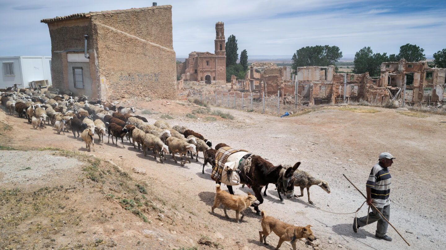 El pastor Luis Villar con sus ovejas en el campo de Belchite (Aragón)