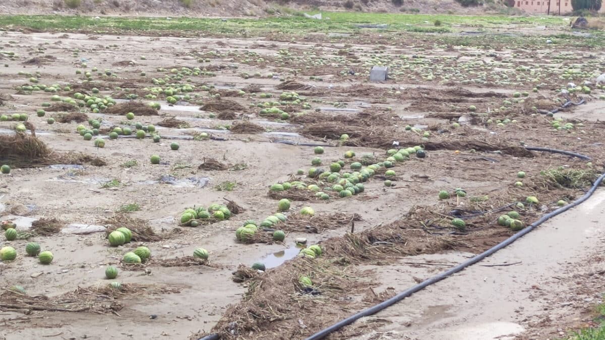 Daños en sandías por las recientes lluvias, en Almería