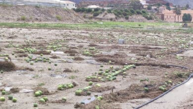 Melocotones, uvas y cítricos: los cultivos que rechazan más lluvias y frío