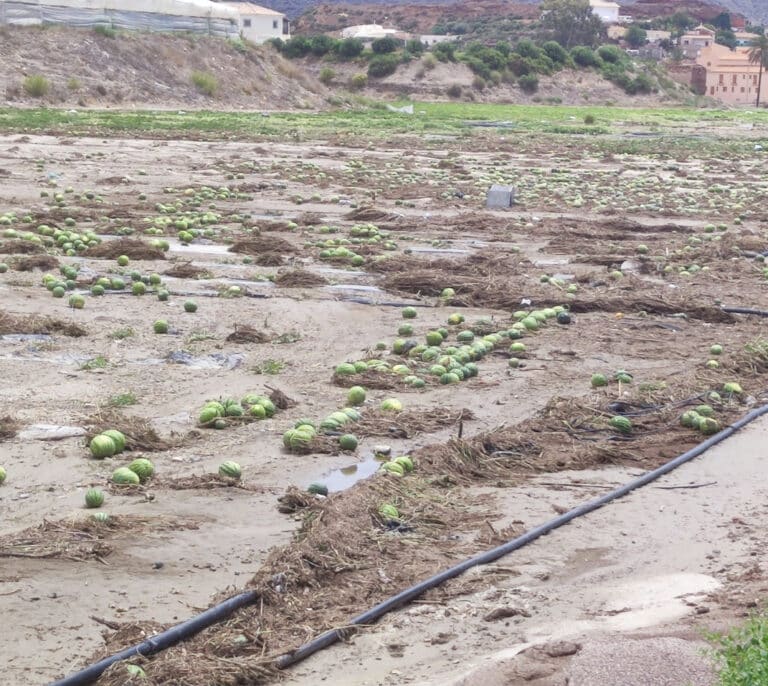 Melocotones, uvas y cítricos: los cultivos que rechazan más lluvias y frío