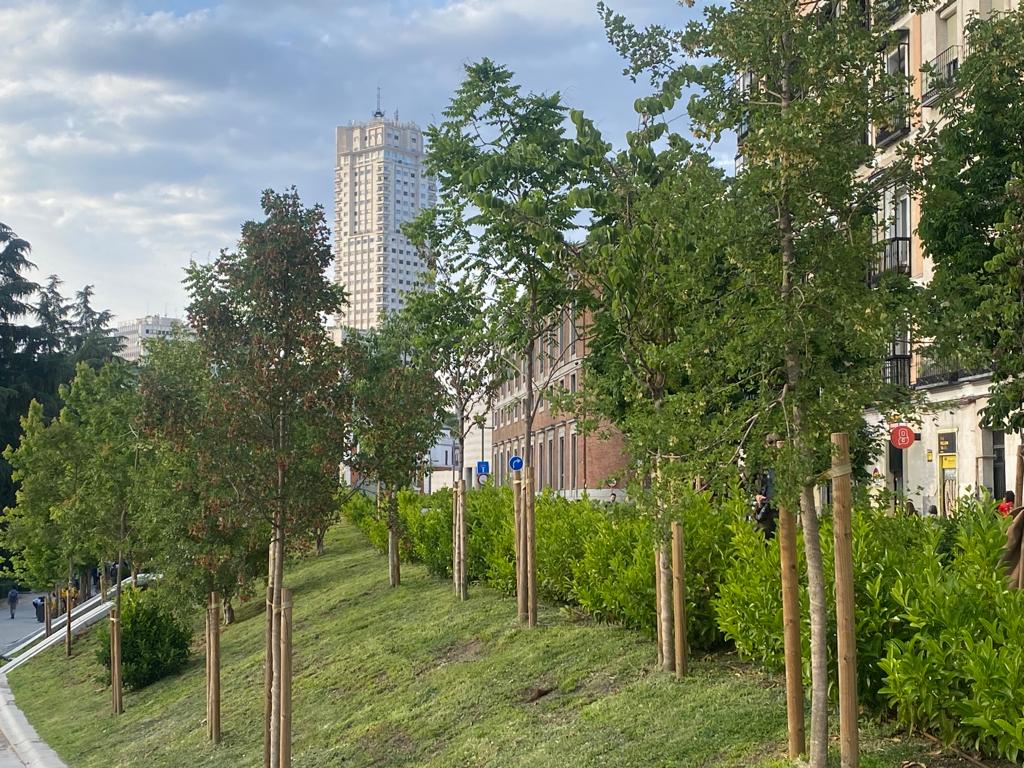 Nuevo arbolado en la Plaza de España de Madrid con el Edificio España al fondo