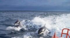 Las hipótesis detrás del "extraño" y "único" comportamiento de las orcas en las costas españolas