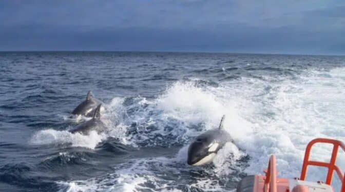 Las hipótesis detrás del «extraño» y »único» comportamiento de las orcas en las costas españolas