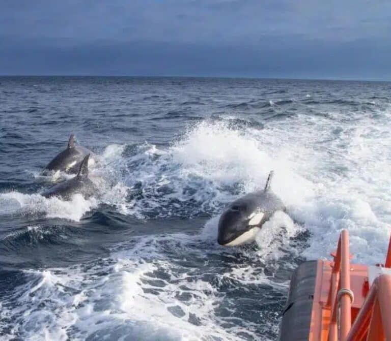 Las hipótesis detrás del "extraño" y "único" comportamiento de las orcas en las costas españolas
