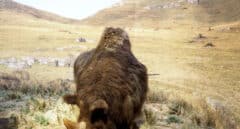 Hallan en Burgos los restos de un rinoceronte lanudo de 52.000 años de antigüedad