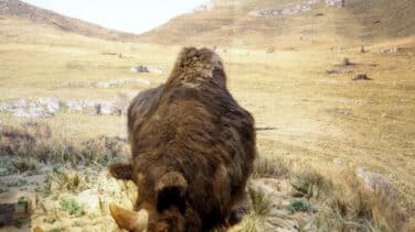 Hallan en Burgos los restos de un rinoceronte lanudo de 52.000 años de antigüedad