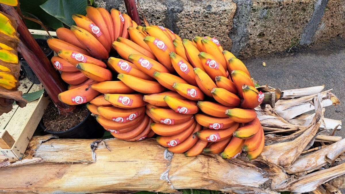 Una piña de plátano rojo.