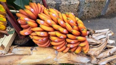 Ni verde ni amarillo: así es el plátano rojo de Canarias que seduce a chefs y supermercados