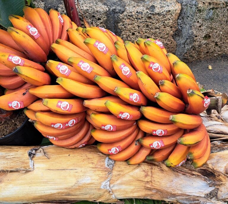 Ni verde ni amarillo: así es el plátano rojo de Canarias que seduce a chefs y supermercados