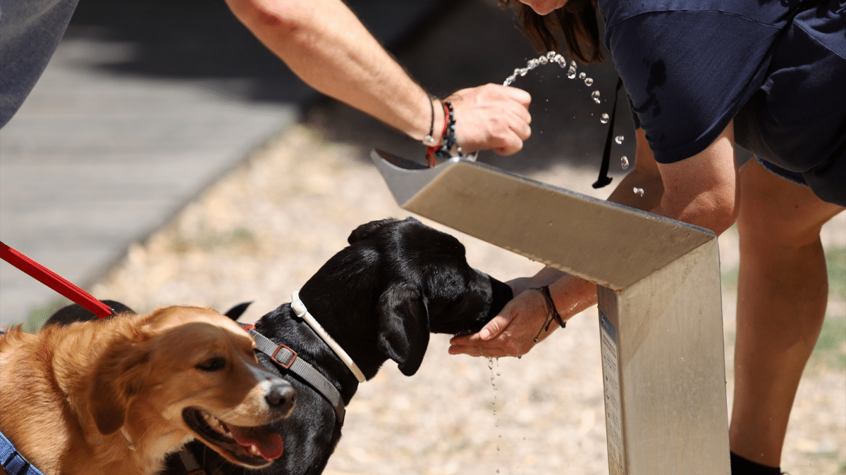 Ciudadanos con sus mascotas frente a la ola de calor en España que terminará el próximo jueves 29 de junio 2023.