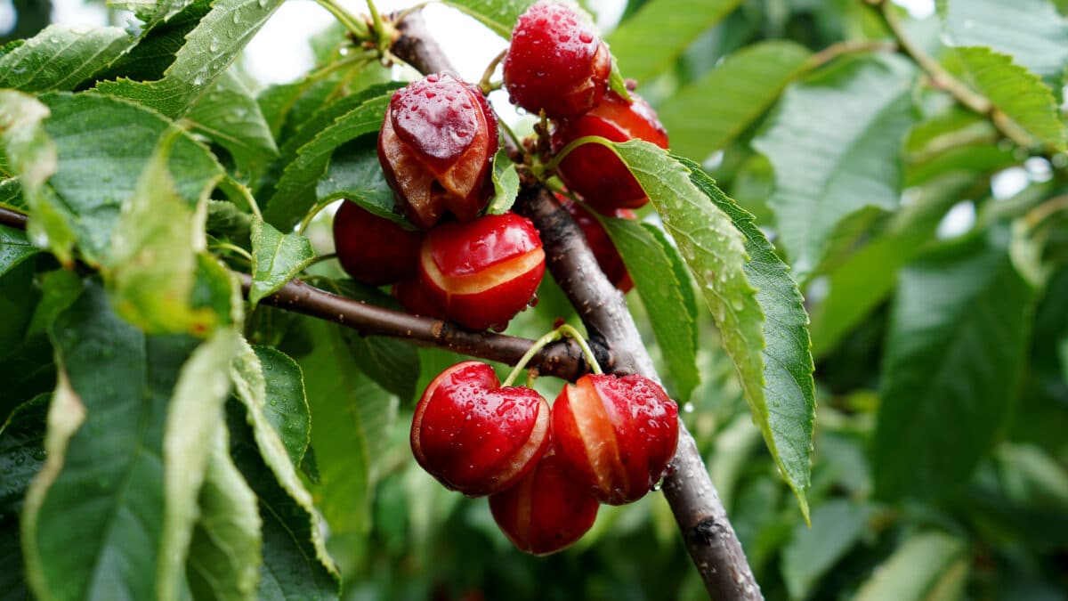 Cerezas dañadas en el Valle del Jerte (Cáceres).