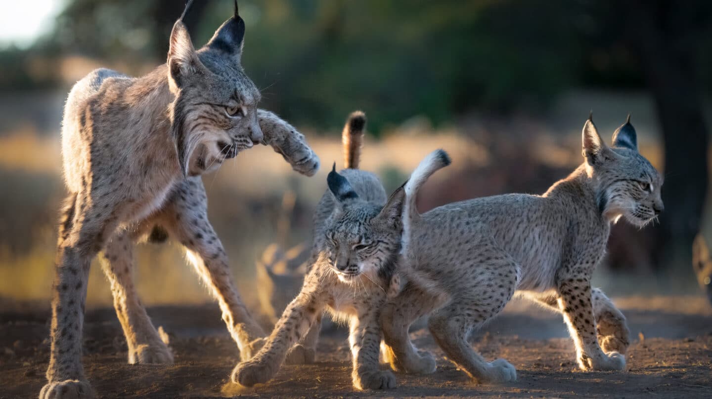 El lince ibérico conquista Madrid: "Hay más fotos, pero no han salido publicadas"