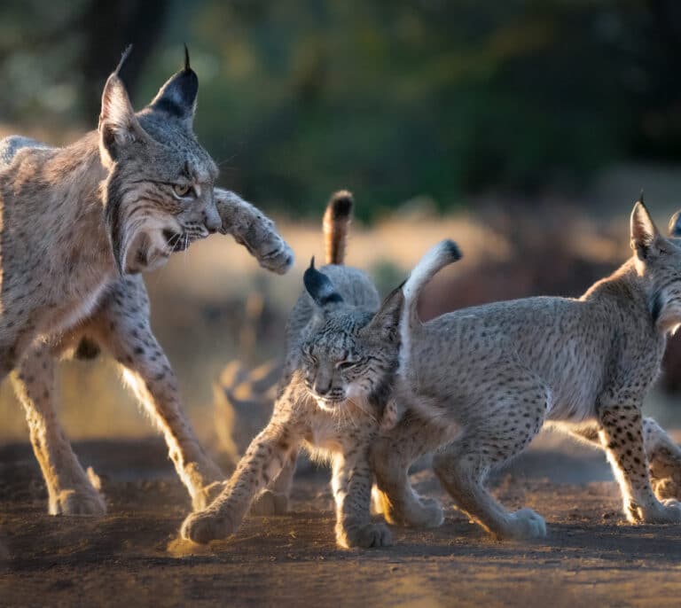 Claves del éxito español para salvar al lince ibérico de la extinción