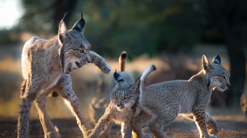 El lince ibérico conquista Madrid: 