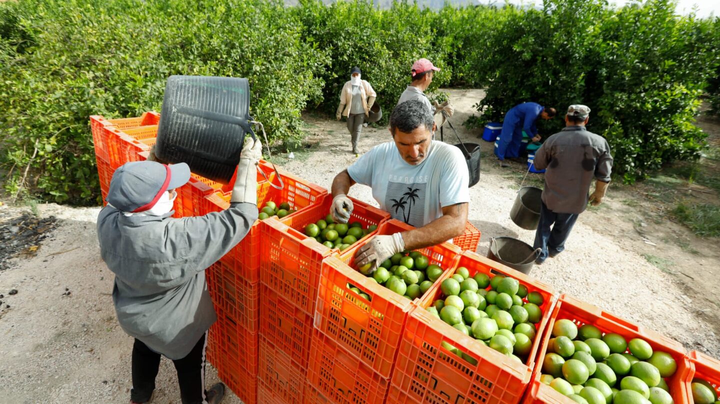 Recolección de limones en la comarca de Huerta de Murcia