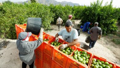 Pepino, lechuga y aceitunas: la ensalada con la que los supermercados se hacen de oro