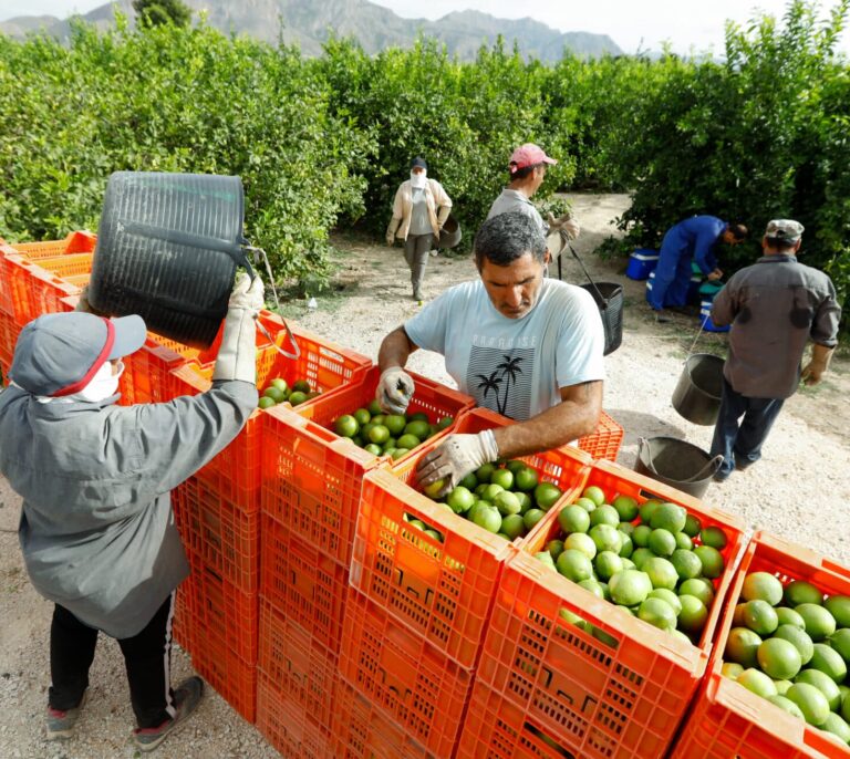 Pepino, lechuga y aceitunas: la ensalada con la que los supermercados se hacen de oro