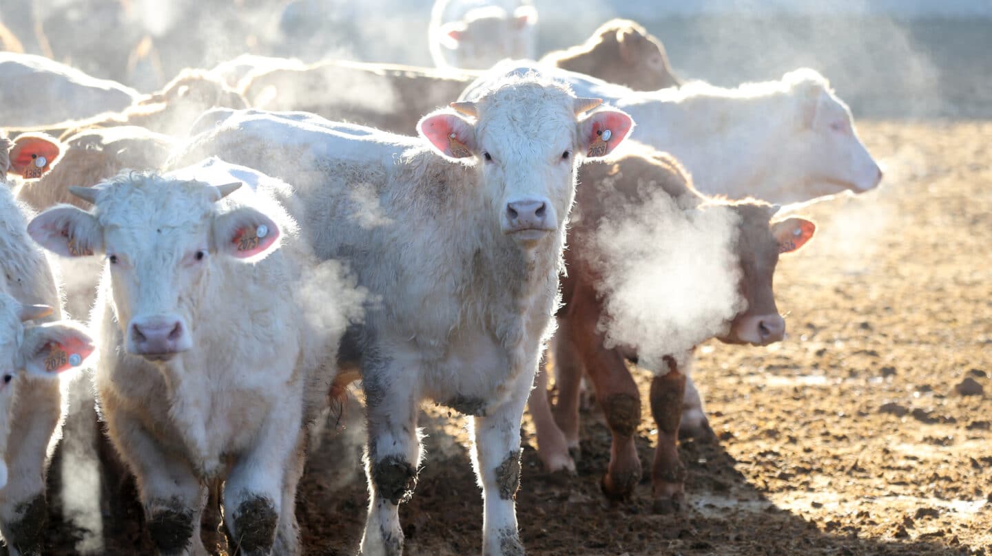 Varias vacas en una explotación ganadera en Menasalbas, Toledo.