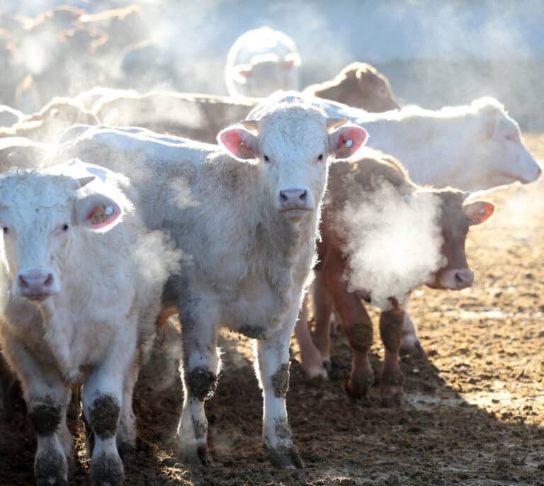 Menos de un 7% de los perceptores de la PAC de Castilla-La Mancha cobrará ayudas por sequía