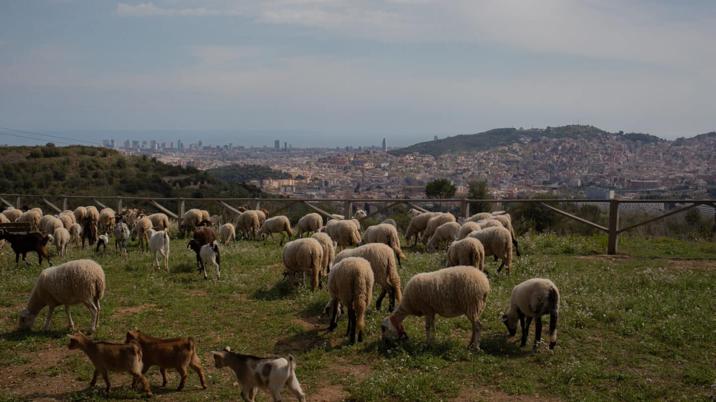 Un grupo de ovejas y cabras pastan cerca del Mirador de Montbau,en Barcelona.