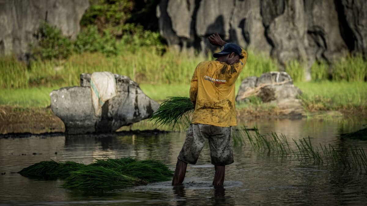 Un agricultor planta arroz en arrozales para almacenar alimentos