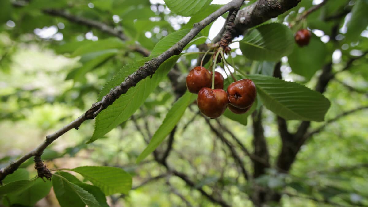 Cerezas dañadas en, Galicia (España) a 12 de junio.