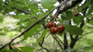 La sequía y las fuertes tormentas dejarán un verano con "menos cerezas y más caras"