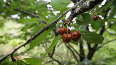 La sequía y las fuertes tormentas dejarán un verano con "menos cerezas y más caras"