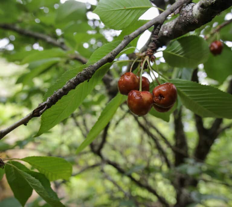 La sequía y las fuertes tormentas dejarán un verano con "menos cerezas y más caras"