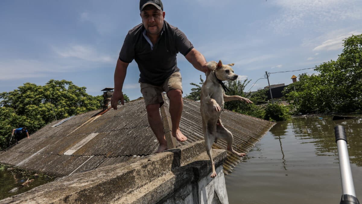 Evacuación de animales en Jersón