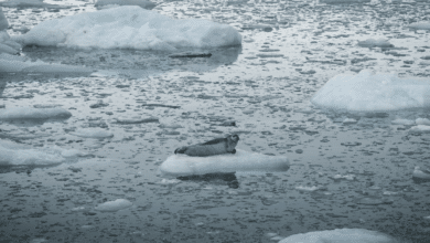 El hielo marino del Ártico podría desaparecer por completo en septiembre de 2030