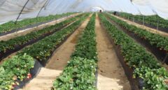 SPRING, la certificación sobre el agua de las fresas de Doñana que desacredita el boicot