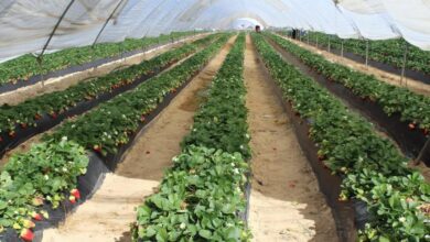 SPRING, la certificación sobre el agua de las fresas de Doñana que desacredita el boicot