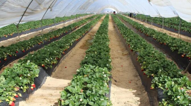 SPRING, la certificación sobre el agua de las fresas de Doñana que desacredita el boicot