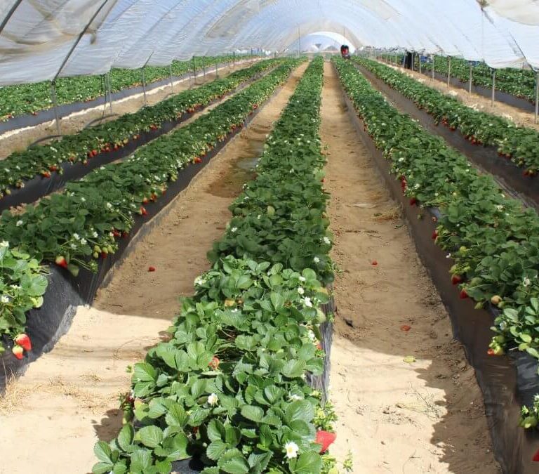 SPRING, la certificación sobre el agua de las fresas de Doñana que desacredita el boicot