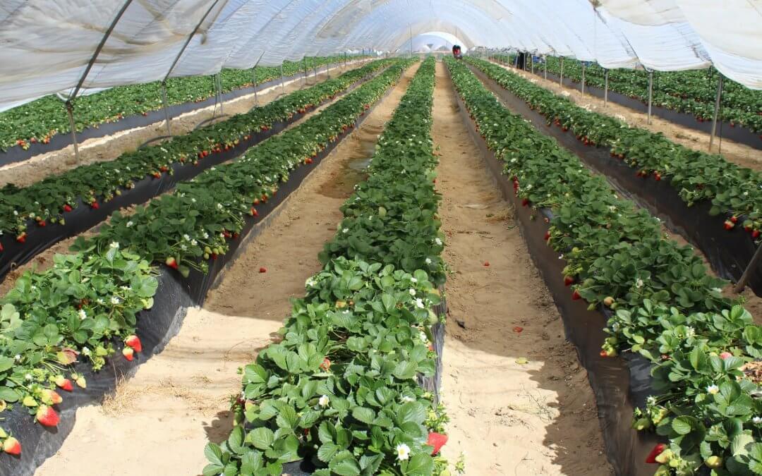 Plantación de fresas en Huelva