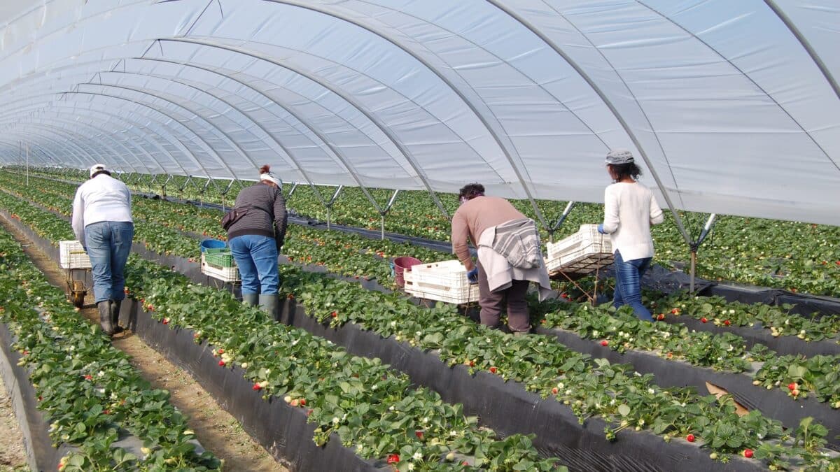 Invernadero en una plantación de fruto rojo en Huelva