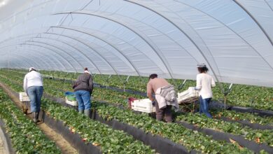 Los agricultores invitan a los diputados alemanes que iban a Doñana a "que se den una vuelta por Marruecos"