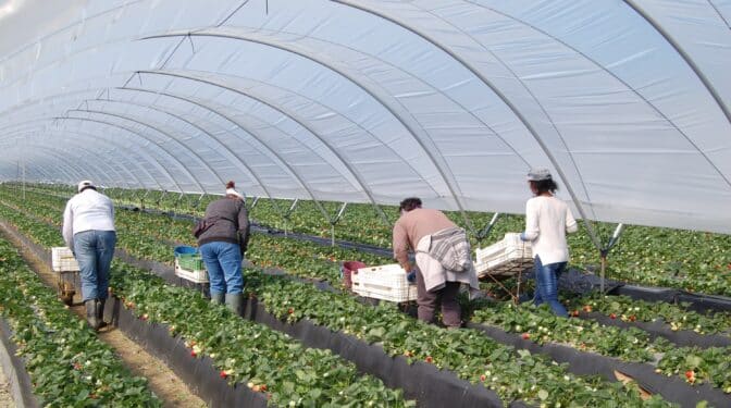 Los agricultores invitan a los diputados alemanes que iban a Doñana a "que se den una vuelta por Marruecos"