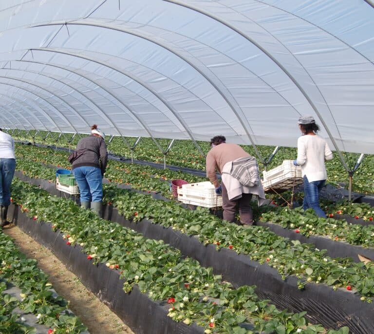 Los agricultores invitan a los diputados alemanes que iban a Doñana a "que se den una vuelta por Marruecos"