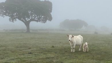 La tuberculosis bovina en Castilla y León vuelve a enfrentar a la Junta con el Gobierno de Sánchez