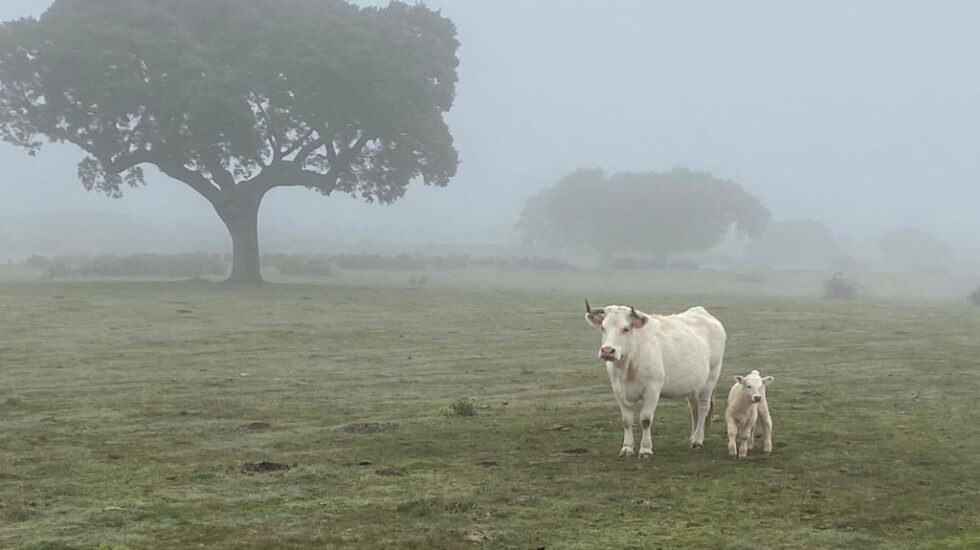 Una vaca junto a su cría en la provincia de Salamanca