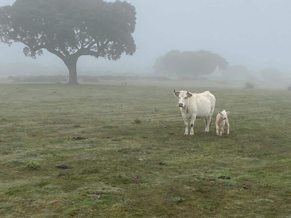 Una vaca junto a su cría en la provincia de Salamanca