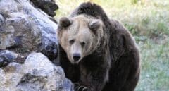 La recuperación del oso pardo multiplica sus ataques a las cosechas y al ganado
