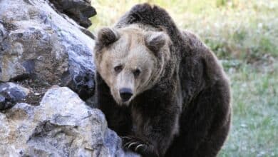 La recuperación del oso pardo multiplica sus ataques a las cosechas y al ganado
