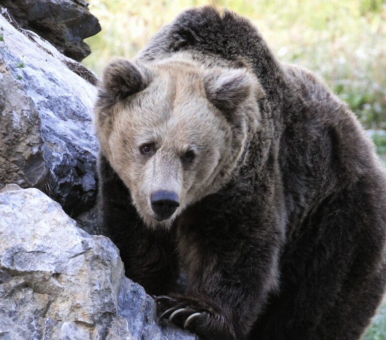 La recuperación del oso pardo multiplica sus ataques a las cosechas y al ganado