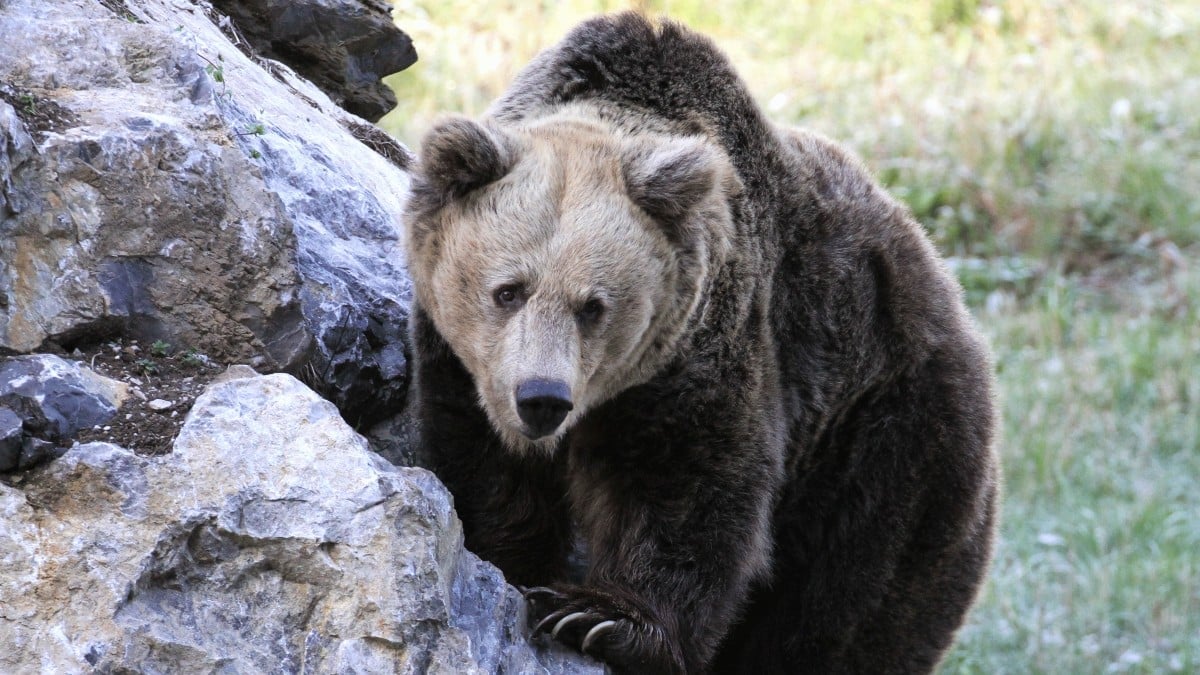 La recuperación del oso pardo multiplica sus ataques a las cosechas y al ganado